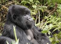 Uganda - Privatreise Gorilla Trekking